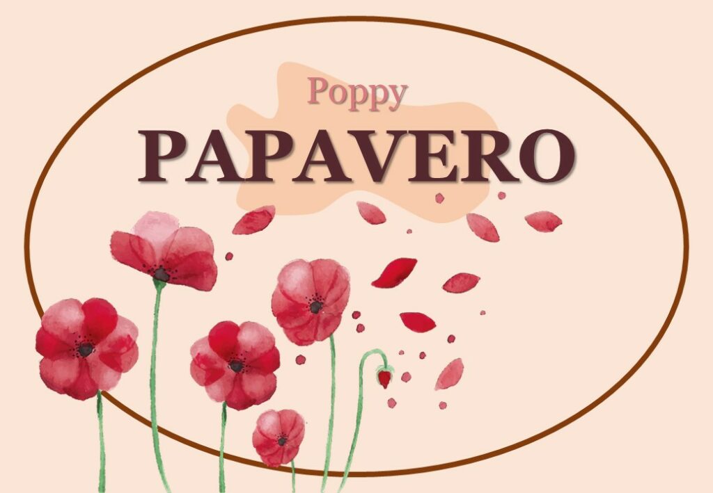 Camera Papavero
